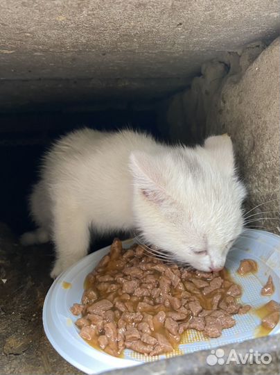 Кошечка в добрые руки