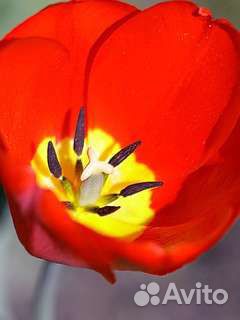 Луковицы тюльпанов