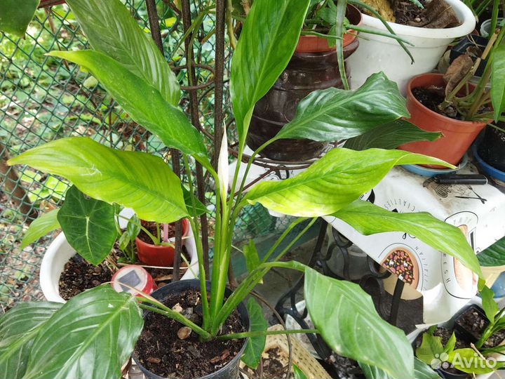 Спацифиллиум