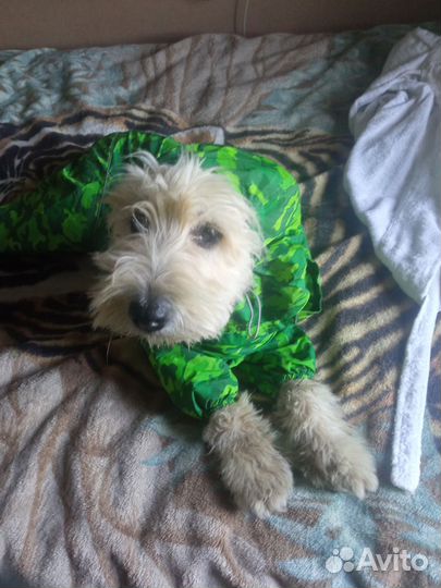 Комбинезон для крупных больших собак