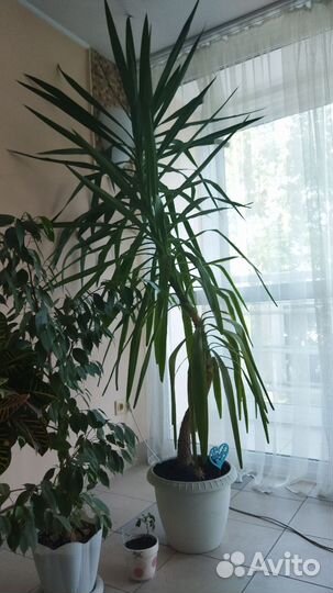 Пальма юкка