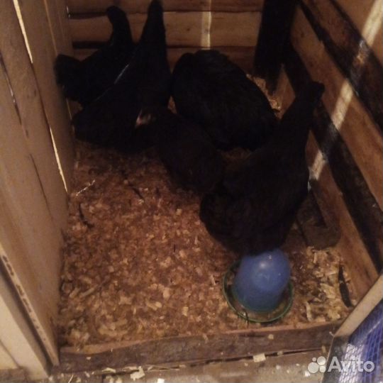 Инкубационное яйцо Породистых курочек