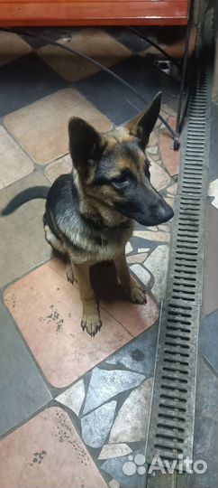 Немецкая овчарка
