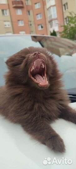 Немецкий шпиц