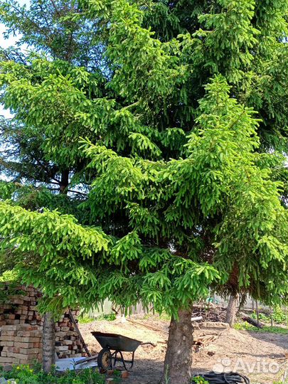 Саженцы Ели