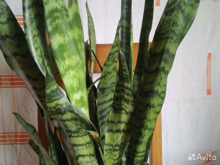 Сансевиерия