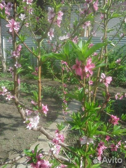 Саженцы персика,абрикоса,ореха Идеал в Ульяновске