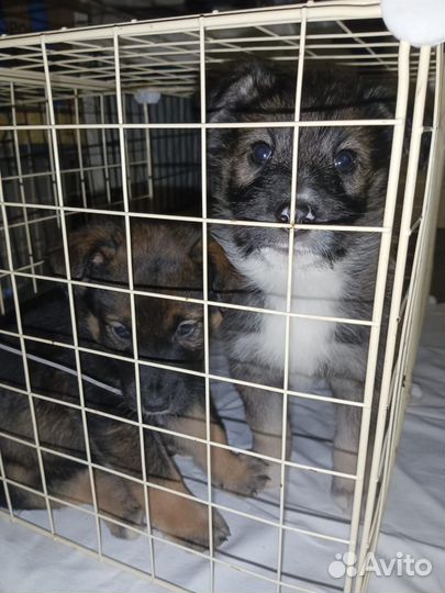 Человек с сердцем где ты щенки овчаристого типа