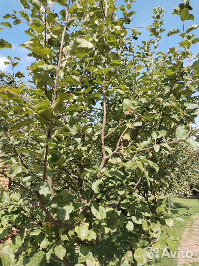 Саженцы яблони