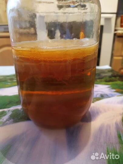 Продам чайный гриб