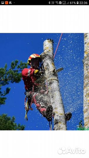 Спил деревьев