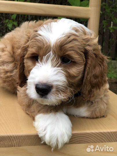 Лабрадудль (Australian Labradoodle)