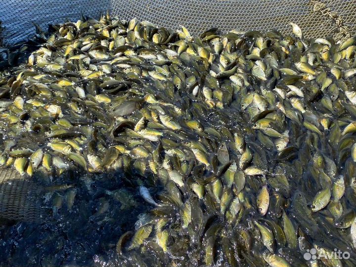 Малек карпа