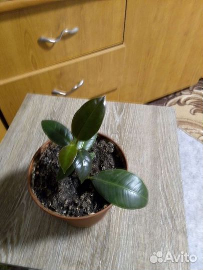 Комнатные цветы