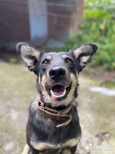 Собака в добрые руки