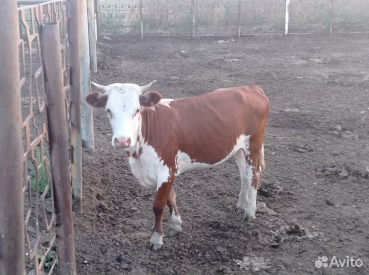 Бычки телки