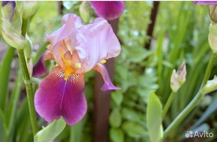 Продам ирисы