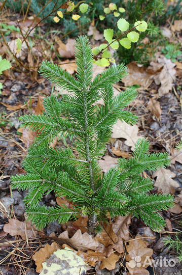 Пихта саженцы