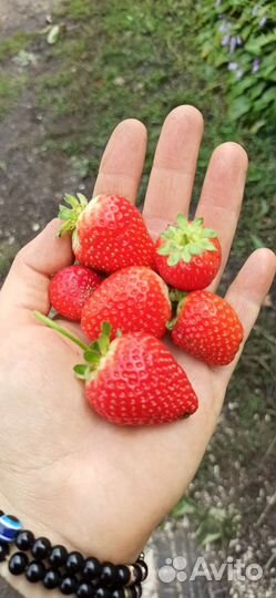 Рассада ремонтантной и обычной клубники