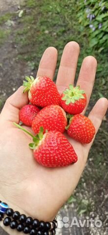 Рассада ремонтантной и обычной клубники