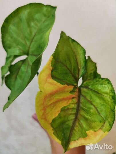 Сингониум орм тонг вариегатный