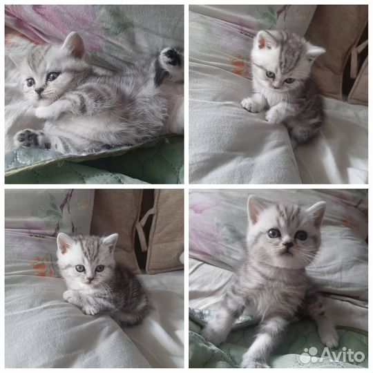 Шотландские котята