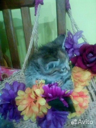 Котятки в добрые руки