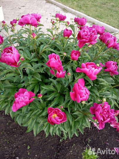 Пионы на посадку