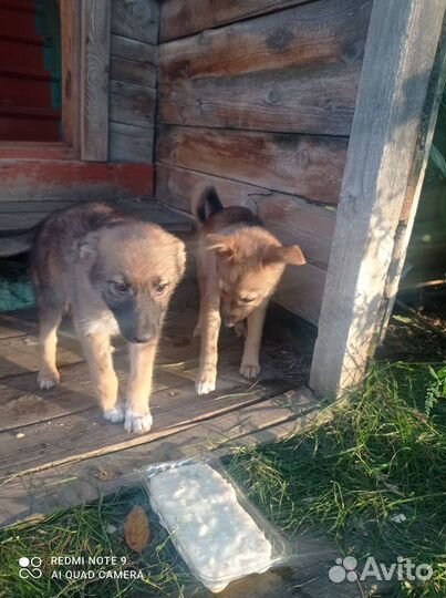 Щенки бесплатно