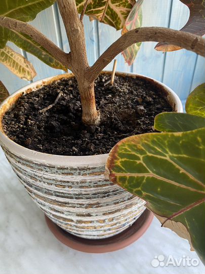 Кротон кодиеум экселент 75см