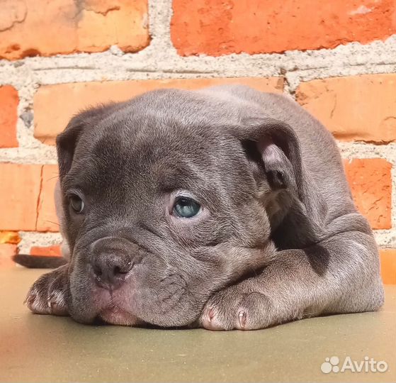 Американский булли