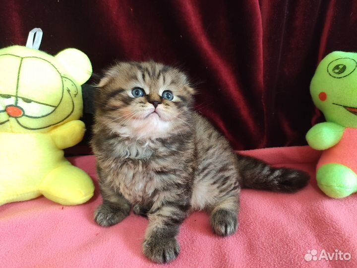 Котята хайленд фолд