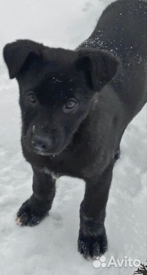 Щенки немецкой овчарки