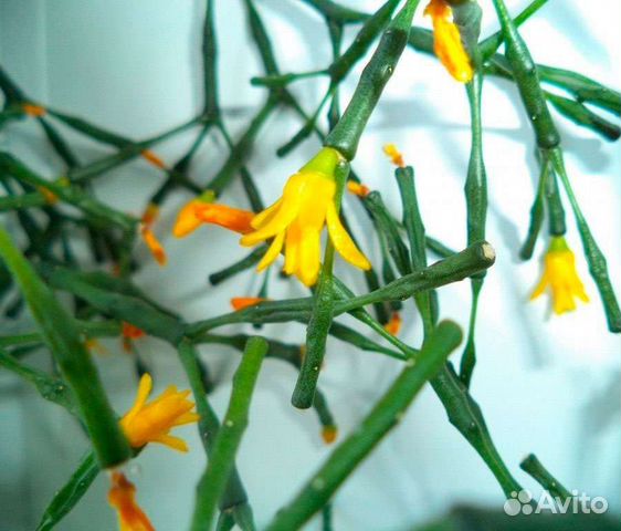 Хатиора солеросовая или солянковидная