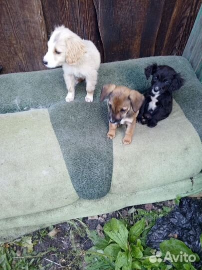 Помесь спаниеля