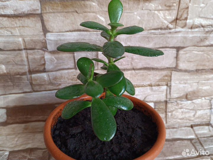Крассула/Толстянка/Денежное дерево