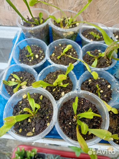 Дионея 13 шт Росянка капская 3шт остатки