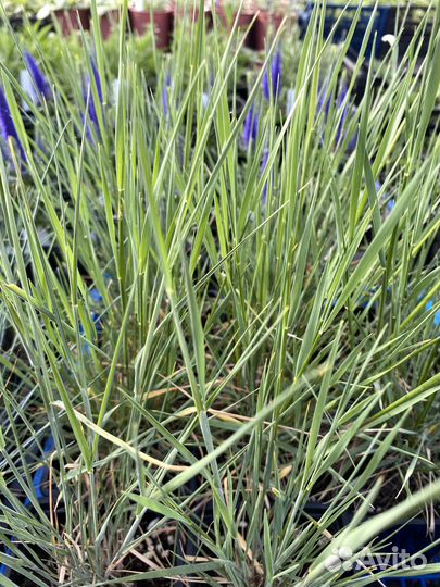 Многолетние растения для вашего сада