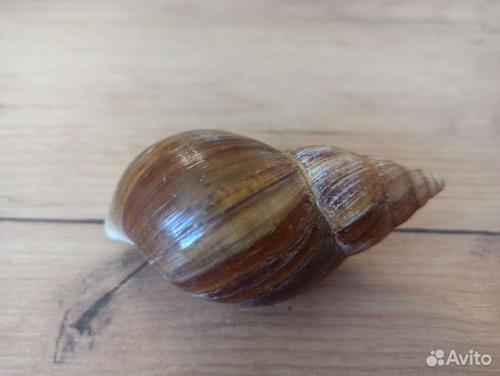 Морская раковина