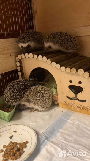 Африканский ежик