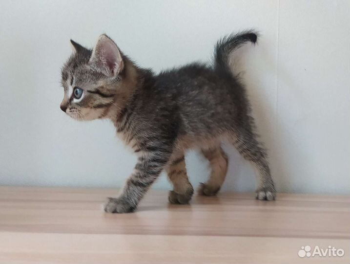 Котята в добрые руки бесплатно