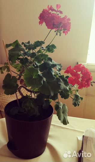 Комнатные растения и срезы пеларгоний