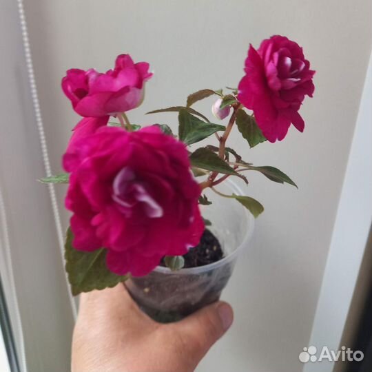 Карасула денежное дерево