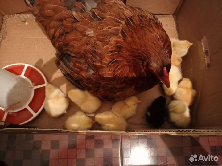 Курица с цыплятами