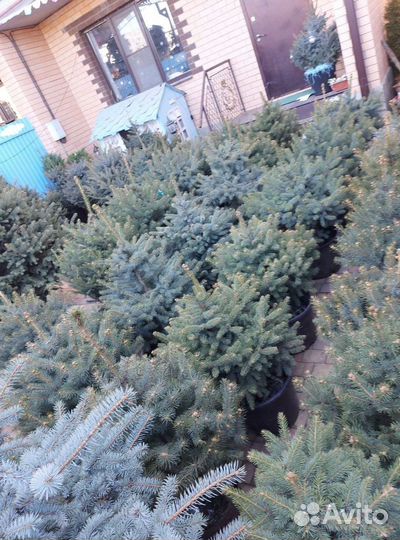Ель 1.2м