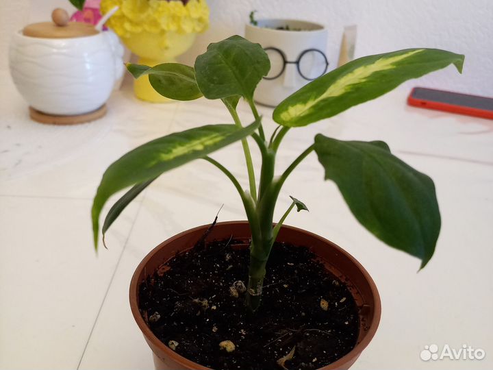 Диффенбахия