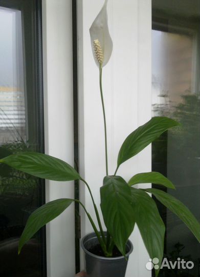 Спатифиллум