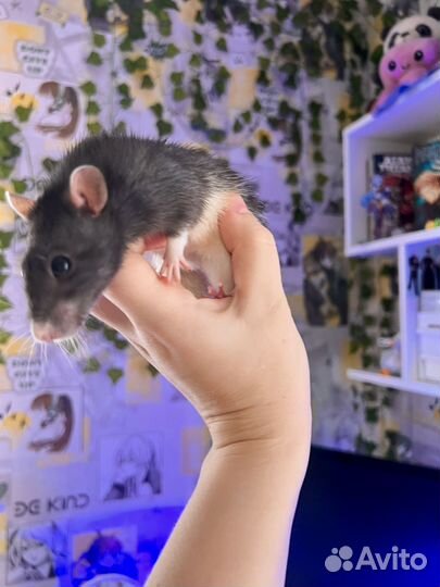 Декоративная крыса