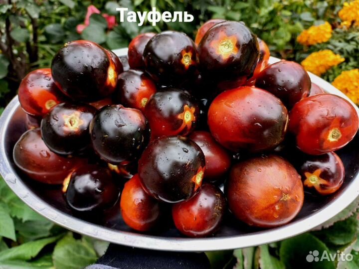 Томат Сердце Хибы и т.д