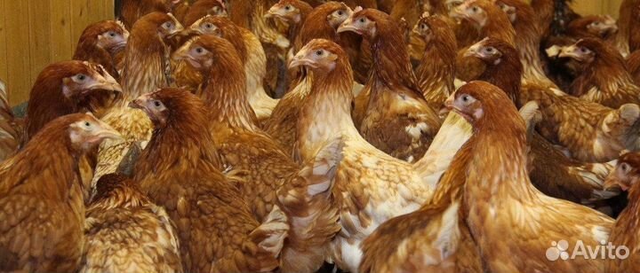 Куры молодки несушки